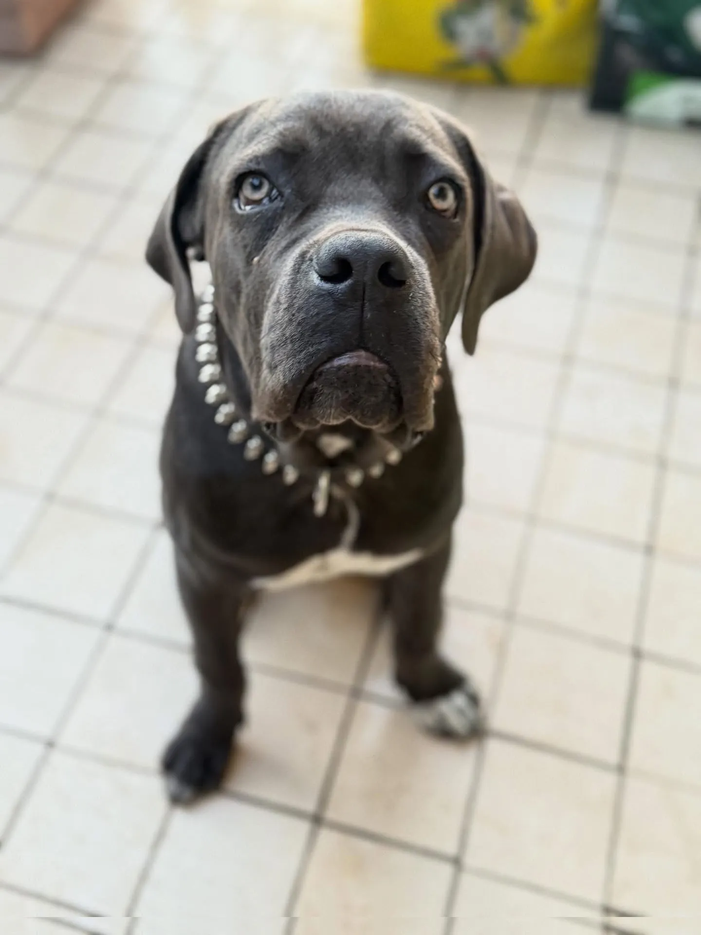 Cane Corso grigio seduto che guarda verso l’alto, con collare a borchie